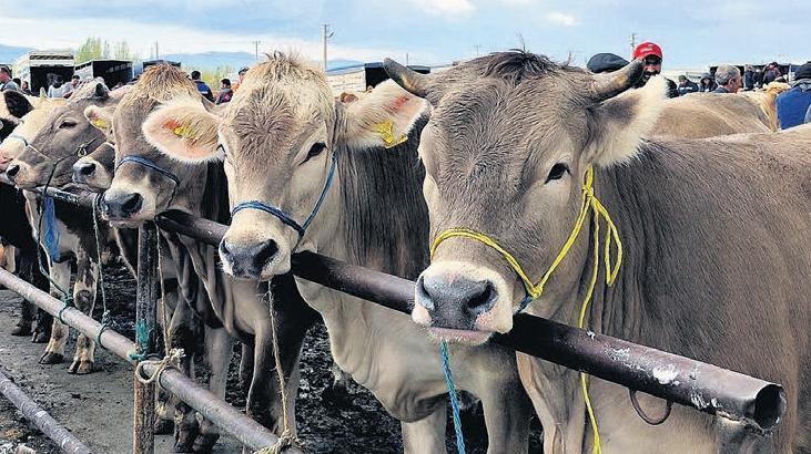 Türkiye’de Şap Hastalığı Alarmı ve Gelişmeler