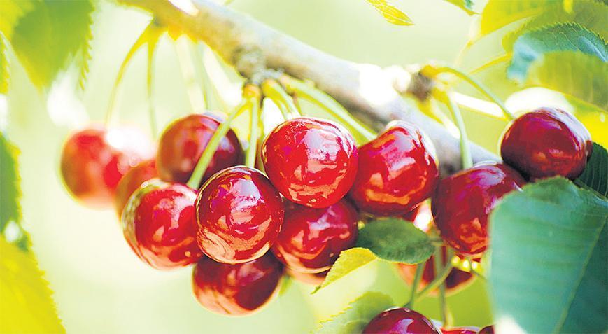 Türkiye’nin Kiraz Üretiminde Yaşanan Kriz ve Sonuçları