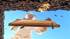 AB tescilli Bingöl balı ABD ve Orta Doğu’ya açılacak