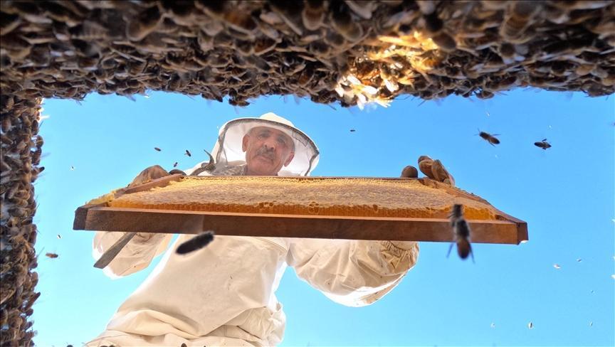 AB tescilli Bingöl balı ABD ve Orta Doğu’ya açılacak
