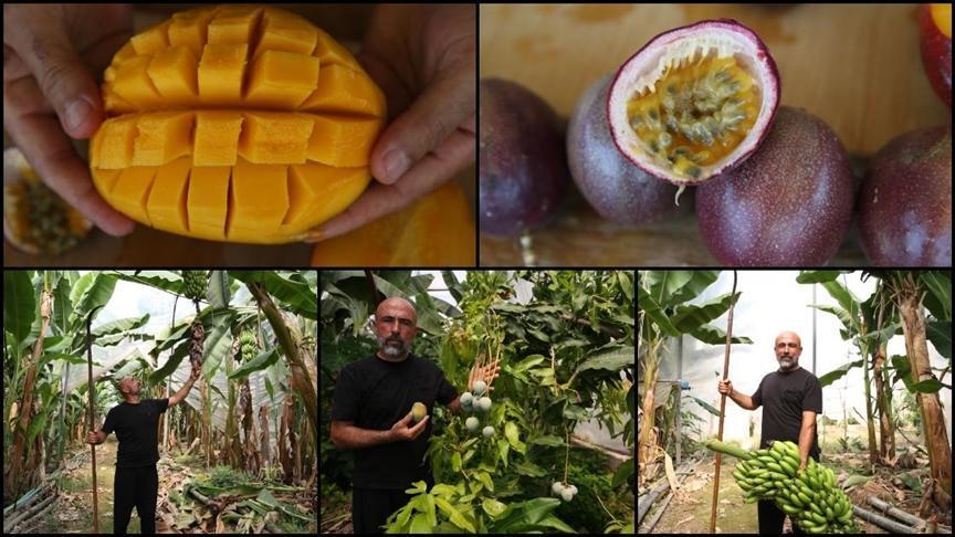 Alanya’da 40’ın üzerinde tropikal meyve üretiliyor