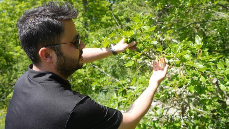 Ambrosia Poleninin Kastamonu İnebolu’da Otomatik Polen Takibi ile İzlenmesi