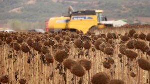 Anıza Ekimle Ayçiçeği Verimini ve Tasarrufu Artıran Yöntem: Tekirdağ’da Gözlenen Sonuçlar