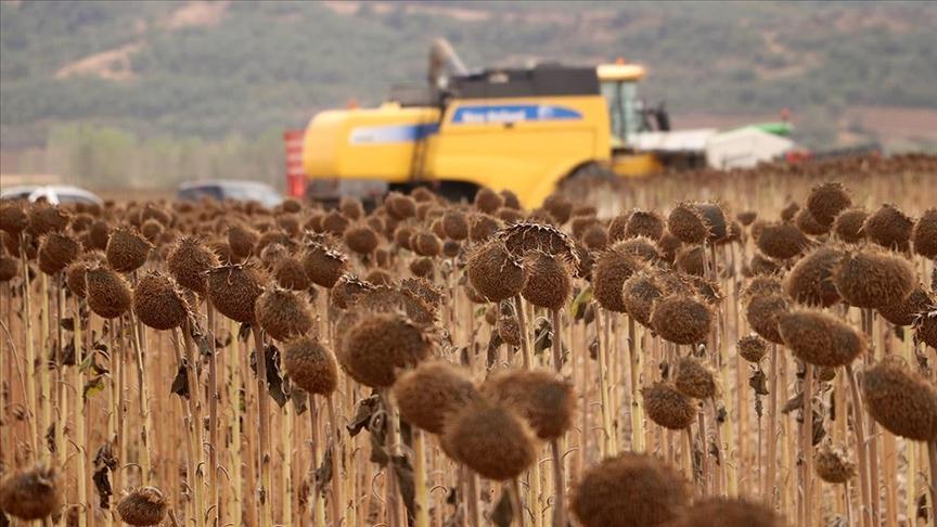 Anıza Ekimle Ayçiçeği Verimini ve Tasarrufu Artıran Yöntem: Tekirdağ’da Gözlenen Sonuçlar