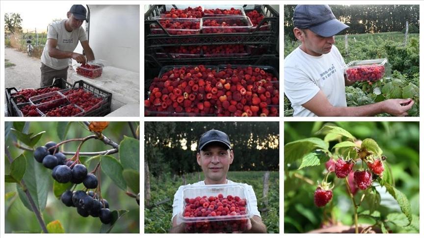 Aronya Yatırımıyla Aile Girişimini Meyve Bahçesine Dönüştüren Onur Kurnaz’ın Hikayesi