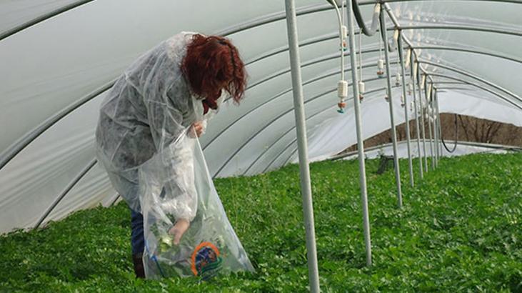 Bitki Reçetesiyle Tarımda İlaç Kullanımı: Yeni Sistem ve Uygulama Detayları