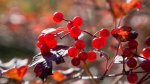 ‘Böbreğin süpürgesi’ bilimsel testte! Gilaburu taş düşürmede ne kadar etkili?