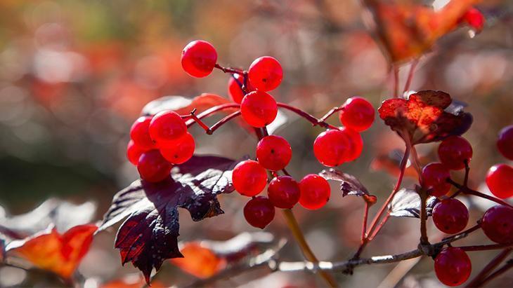 ‘Böbreğin süpürgesi’ bilimsel testte! Gilaburu taş düşürmede ne kadar etkili?