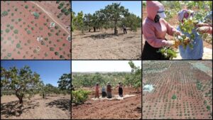 Boz Antep fıstığında fiyatlar üreticisinin yüzünü güldürüyor