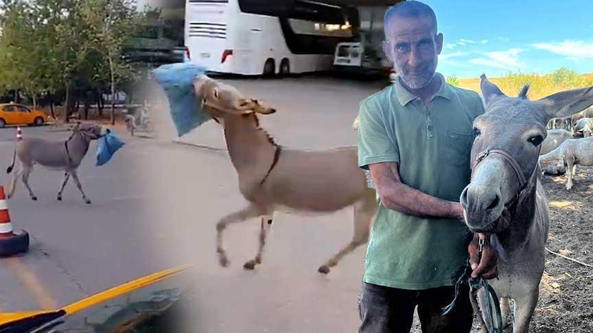 Cafer Dalgıçlar’ın Eşeği: Otogarın Gizli Maskotu Geri Döndü