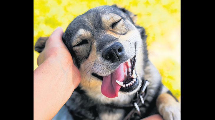 Can dostları terk edene ceza yağdı