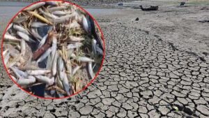 Çınarlı Göleti’nde Kuraklık ve Hızlı Balık Popülasyonu Azalmasıyla Artan Endişeler