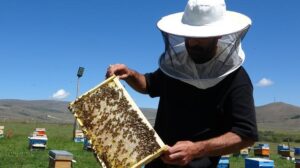 Coğrafi işaretli balın hasadı başladı! Kilosu 1.500 TL!