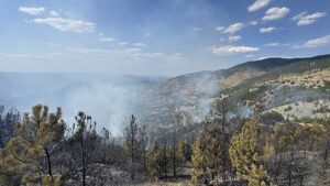Çorum’da ormanlık alanda yangın! Ekipler sevk edildi