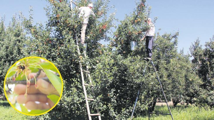 Devlet Destekli Tarım Sigortalarında 7.3 Milyar TL Hasar Tazminatı Ödendi: Üreticilerin Güvencesi Artıyor