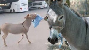 Edirne Otogarı’nda Başıboş Eşek: Maskotluk ve Maceralar