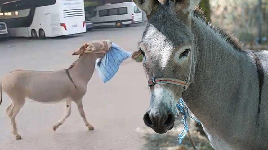 Edirne Otogarı’nda Başıboş Eşek: Maskotluk ve Maceralar