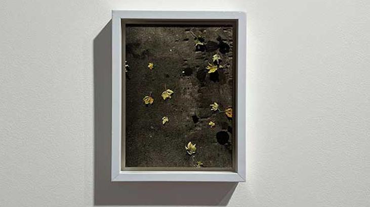 Eğilmeyen Şey, Kırılır: Doğa, Hafıza ve Şehrin Hikâyesi