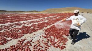 Elazığ Baraj Gölü çevresinde tarımsal üretimde örnek başarı: kiralanan arazilerde domates üretimi ve ihracat