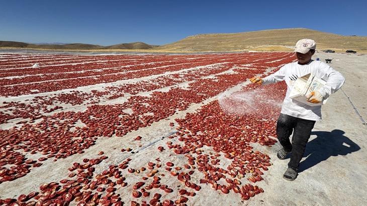 Elazığ Baraj Gölü çevresinde tarımsal üretimde örnek başarı: kiralanan arazilerde domates üretimi ve ihracat