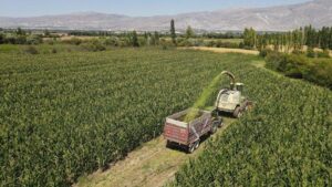 Erzincan’da Silajlık Mısır Üretimiyle Hayvancılığın M costsı Düşüyor: Yerli Üretim ve Dışa Bağımlılıkta Azalma