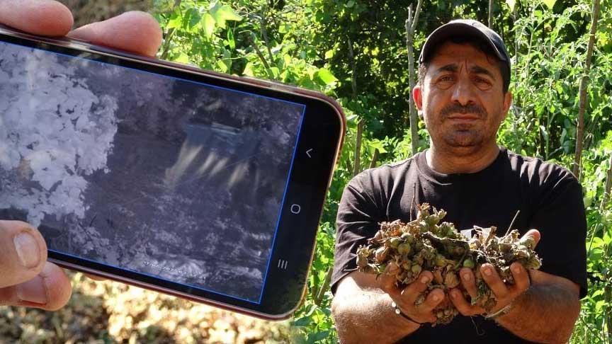 Fındığının çalındığını sandı, kamera görüntülerini izleyince şoke oldu! ‘Bu yılı böyle atlatacağız’