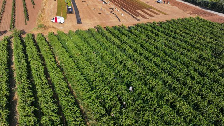 Gediz Havzası’nda Çekirdeksiz Üzümün Gündüzü ve Gecesi: Hasat, Kurutma ve Koruma