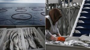 Hatay’da kafeste yetiştirilen balıklar Avrupa ülkelerine ihraç ediliyor