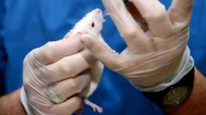 İnsan beyin hücreleri farelere nakledildi