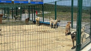 İstanbul Valiliği’nin talimatı sonrası sahipsiz hayvanlar toplanmaya başlandı