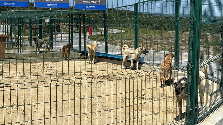 İstanbul Valiliği’nin talimatı sonrası sahipsiz hayvanlar toplanmaya başlandı