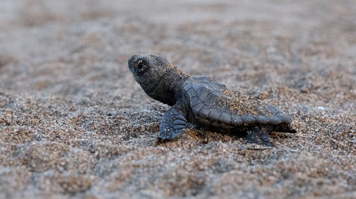İztuzu Kumsalı ve Denizdeki Nesli Tehlikedeki Deniz Kaplumbağaları İçin Koruma ve İzleme Çalışmaları