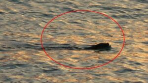 Karadeniz’de tedirgin eden görüntü! Uzmanı konuştu: Güçlü bir yırtıcı