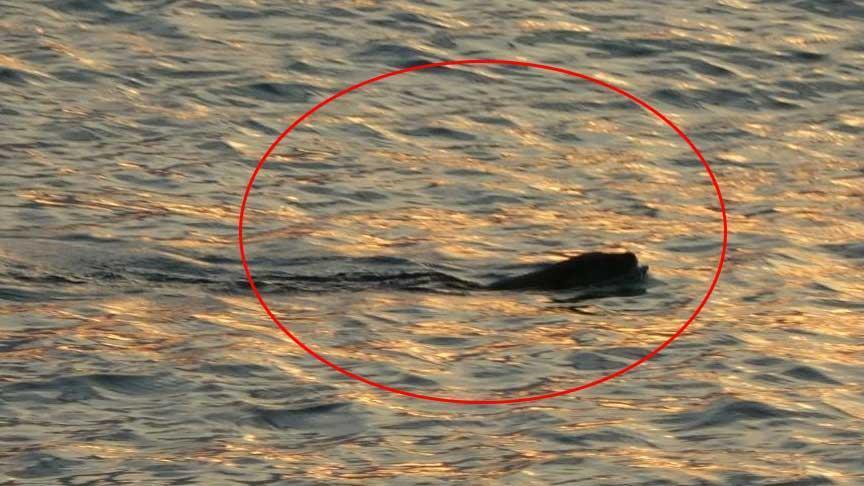 Karadeniz’de tedirgin eden görüntü! Uzmanı konuştu: Güçlü bir yırtıcı