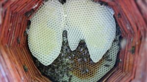 Karakovan Ballarının Zirvesi: Yüksek Rakımlı Hasat ve Doğal Üretimle Gelen Kalite