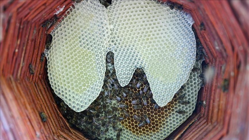 Karakovan Ballarının Zirvesi: Yüksek Rakımlı Hasat ve Doğal Üretimle Gelen Kalite