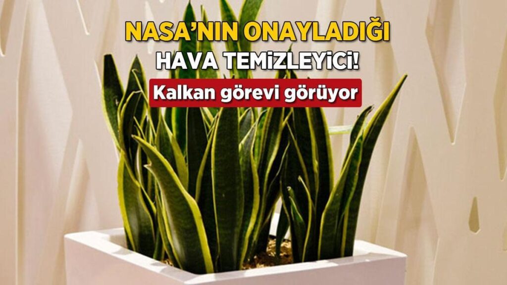 Kaynana Dili: Evdeki Enerjiyi Dengleyen ve Huzuru Artıran Doğal Bitki