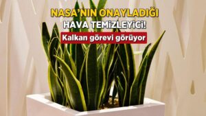 Kaynana Dili: Evdeki Enerjiyi Dengleyen ve Huzuru Artıran Doğal Bitki