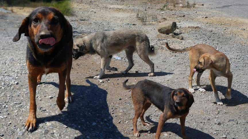 Kırsal Mahallelerde Başıboş Köpek Sorunu ve Halk Sağlığı Endişeleri