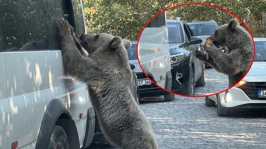 Nemrut Krater Gölü ve Kalderası’nda Ayı Gözlemleriyla Artan Risk: Ziyaretler Durduruldu