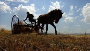 Sarıkamış’ta Hasat Yoğunluğu: Modern Ekipmanlarla Buğday Üretimi ve Bölgesel Verimlik