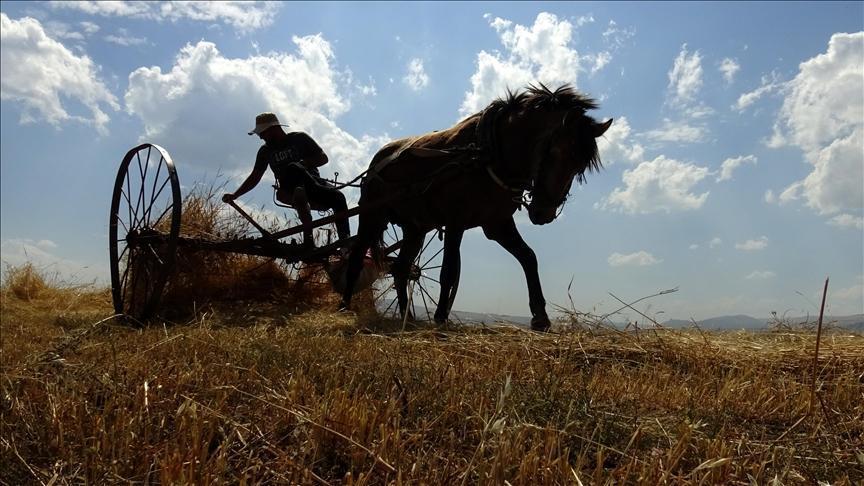 Sarıkamış’ta Hasat Yoğunluğu: Modern Ekipmanlarla Buğday Üretimi ve Bölgesel Verimlik