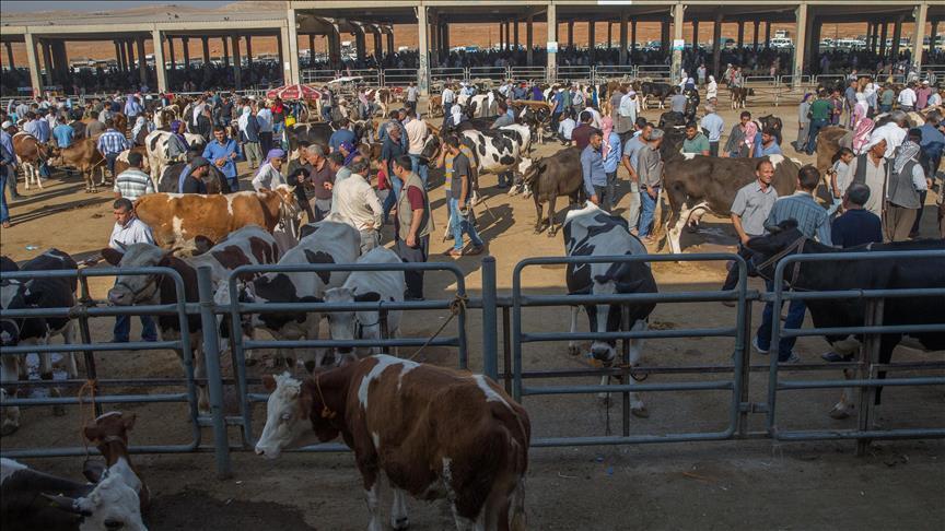 SAT-1 Şap Hastalığına Karşı Hızlı Müdahale ve Aşı Üretimiyle Sağlanan Kademeli Normalleşme