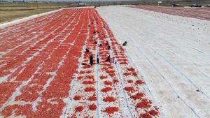 Siverek ve Hilvan’da Domates Üreticileri: Kuraklık Verimi Düşürdü, Kaliteyi Korudu