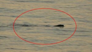 Trabzon’da tedirginlik yaratan olay! ‘Artık çok sık görülmeye başladılar’