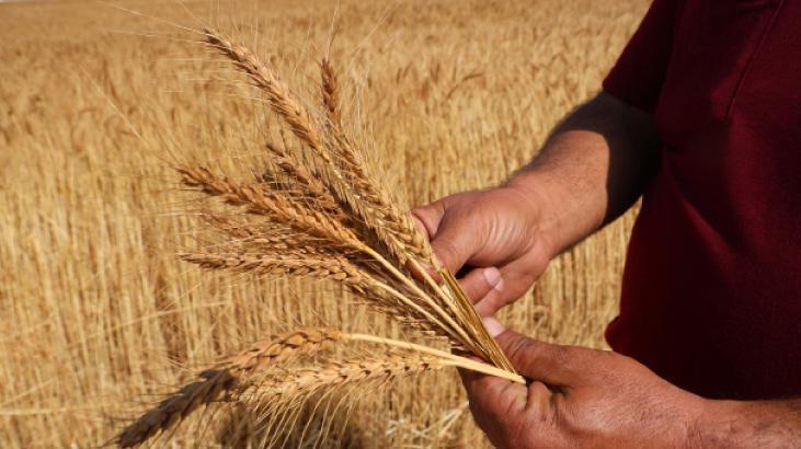 Türkiye Buğday Rakamları ve İklim Değişikliğinin Tarıma Yansımaları