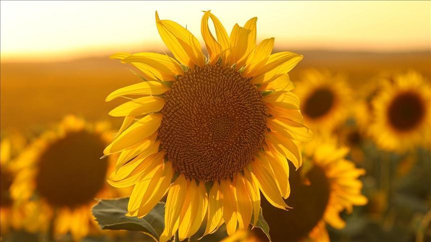 Yağlık Ayçiçeği Tohumu ve Ham Ayçiçeği Yağı İçin Gümrük Vergileri Yeniden Düzenlendi