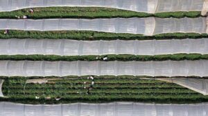 2025-2027 Bitkisel Üretim Destekleri ve Tarımsal Desteklemelerde Yeni Düzenlemeler