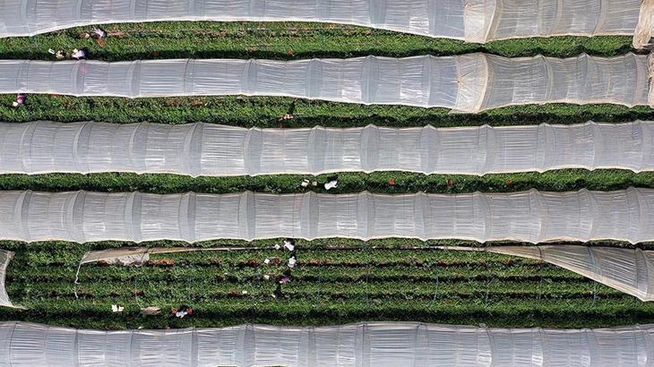 2025-2027 Bitkisel Üretim Destekleri ve Tarımsal Desteklemelerde Yeni Düzenlemeler