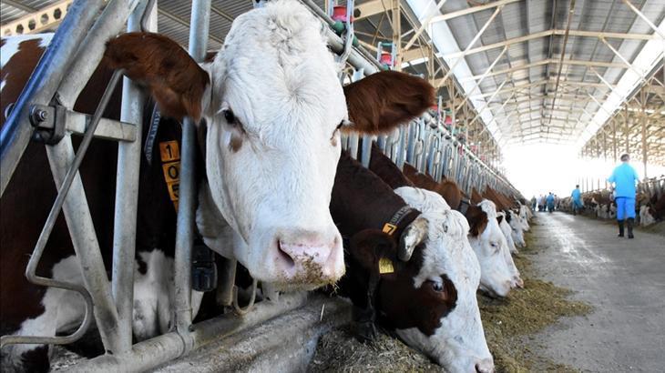 2025 Başlı Hayvancılık Destekleri: Yeni Düzenleme ve Uygulama Rehberi